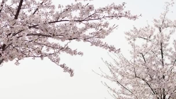 Lkbaharda Güzel Sakura Ağacı Güneşli Bir Günde Mavi Gökyüzünün Arka — Stok video