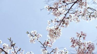 İlkbaharda güzel sakura ağacı. Güneşli bir günde mavi gökyüzünün arka planında pembe çiçeklerle kaplı Sakura ağacı dalları.