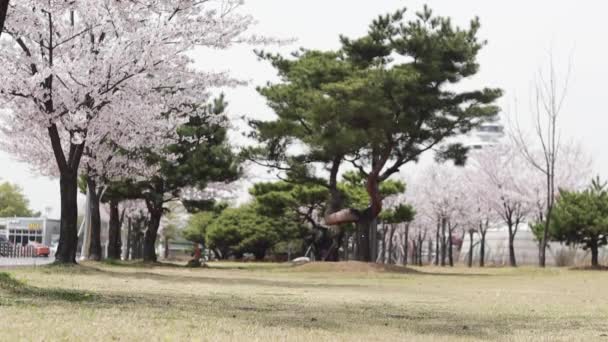 Pohon Sakura Yang Indah Musim Semi Cabang Pohon Sakura Ditutupi — Stok Video