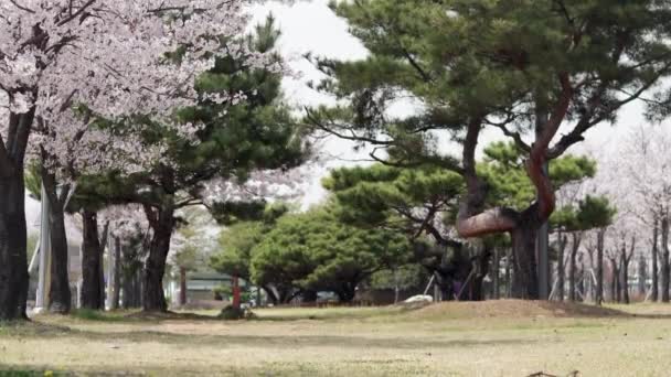 Uitzicht Prachtige Steeg Zuid Korea Met Bloeiende Sakura Lente Sakura — Stockvideo