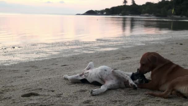 Twee Leuke Speelse Honden Spelen Het Zand Het Strand — Stockvideo