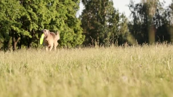 可爱的毛茸茸的狗跑向它的主人 嘴里有飞盘 在公园里玩耍的经过训练的狗 — 图库视频影像