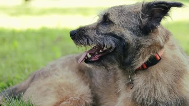 Schattige Shaggy Hond Liggend Het Gras Het Park Een Zonnige — Stockvideo