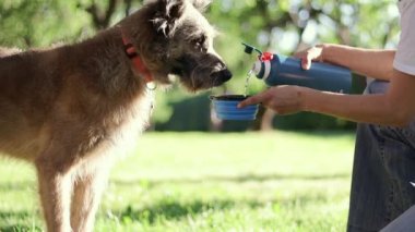 Sevimli köpek sıcak bir yaz gününde susuzluğu giderici.