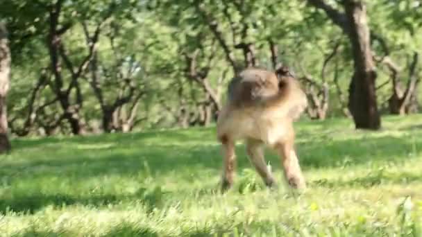 Bonito cão desgrenhado correndo e pegar um frisbee — Vídeo de Stock