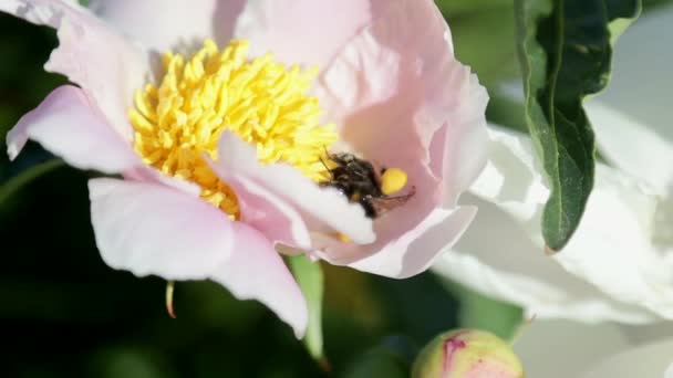 Bumblebee recoge el néctar de la flor del pión . — Vídeo de stock