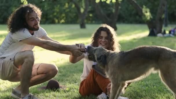 Een jong vrolijk paar spelen met hun hond in het Park op de zomerdag. — Stockvideo