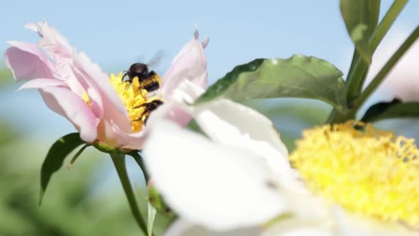 Bumblebee samlar nektar från pion blomman. — Stockvideo