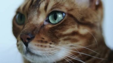 Yeşil gözlü güzel kahverengi safkan Bengal kedisinin yakın çekim portresi.