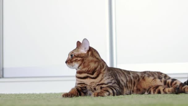 Schöne braune reinrassige Bengalkatze, die drinnen auf einem grünen zotteligen Teppich liegt. — Stockvideo