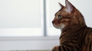 Yeşil tüylü halı üzerinde yatan güzel bir kahverengi safkan Bengal kedi portresi