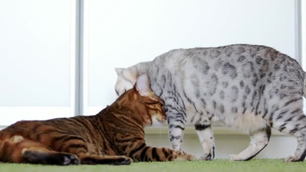 Two funny brown and gray cats licking each other. — Stock Video