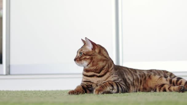 Schöne braune reinrassige Bengalkatze, die drinnen auf einem grünen zotteligen Teppich liegt. — Stockvideo