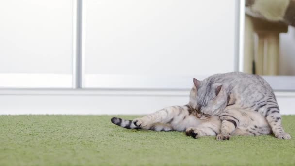 İki komik kahverengi ve gri kedi birbirini yalama. — Stok video
