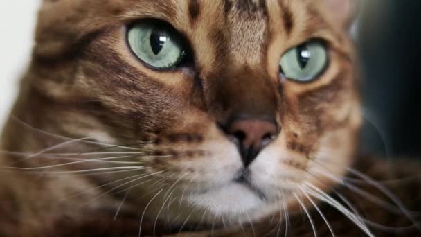 Close-up retrato de um belo gato de raça pura marrom Bengala com olhos verdes . — Vídeo de Stock