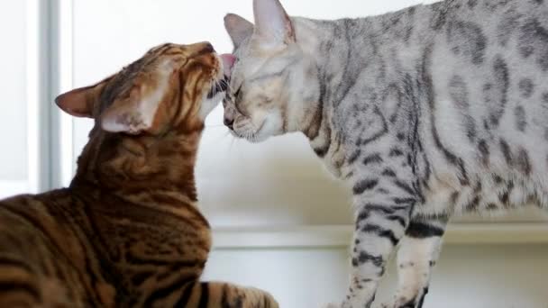 Két vicces barna és szürke macskák nyalogatva egymást. — Stock videók