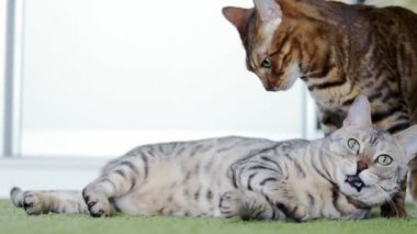 İki komik kahverengi ve gri kedi birbirini yalama.