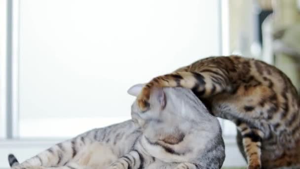 Hermoso marrón y gris pura raza Bengala gatos jugando en un verde shaggy alfombra — Vídeos de Stock