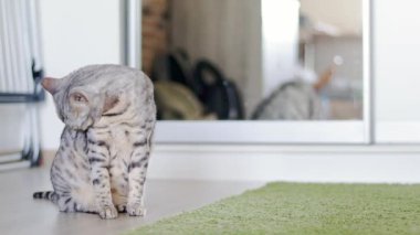 Güzel gri Bengal kedi yeşil tüylü halı ile bir odanın arka plan yalama. Yavaş yaşam tarzı hareket video.