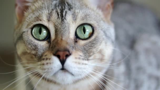 Close Portrait Beautiful Grey Purebred Bengal Cat Green Eyes Slow — Stock Video