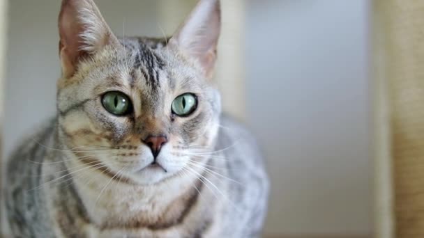 Gros plan sur un beau chat Bengale de race grise aux yeux verts. Images au ralenti .