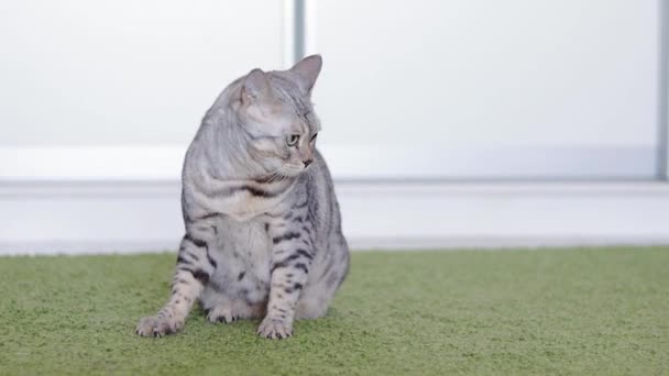 Beau chat gris pur Bengale jouant avec une boule de papier sur le tapis vert à l'intérieur. Images au ralenti .