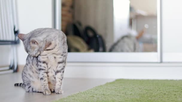 Krásná Šedá Bengálská Kočka Olizuje Pozadí Místnosti Zeleným Chlupatým Kobercem — Stock video