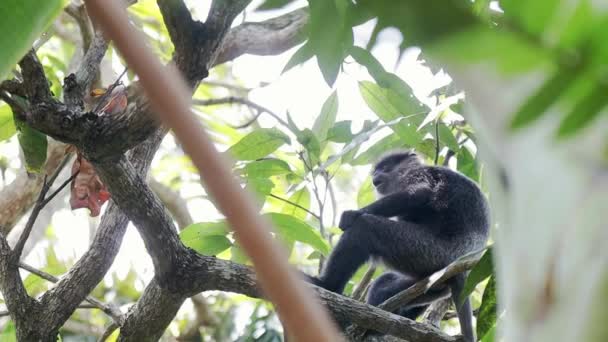 Macaco preto e branco engraçado senta-se no ramo e mastiga algo — Vídeo de Stock
