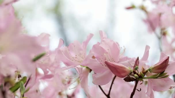 Close-up footage of sakura tree branches covered with pink flowers. — Stock Video