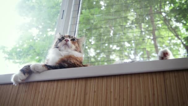 Hermosa joven Maine Coon gatito se encuentra en la ventana alféizar — Vídeos de Stock