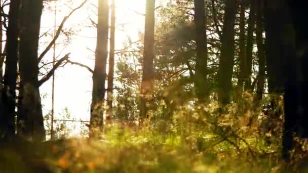 Imagens de 4k Os raios de sol suaves brilham através da grama na floresta . — Vídeo de Stock