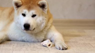 Güzel bir Akita Inu köpek bir kemik nibbles.