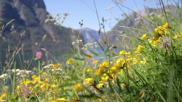 Sinematik Görüntüleri Aurlandfjord Norveç Güzel Üst Görünümü Rüzgarda Sallanan Çiçeklerle — Stok video