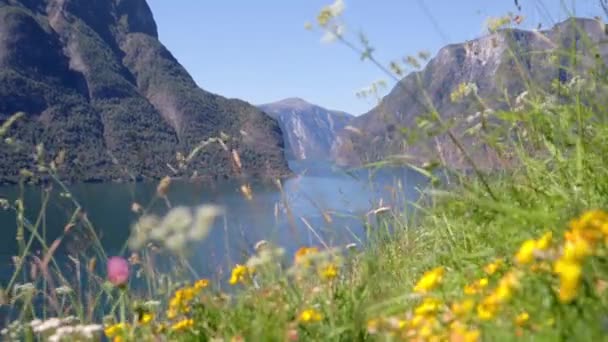 Filmiska Bilder Vacker Utsikt Över Aurlandfjorden Norge Färgglada Äng Med — Stockvideo