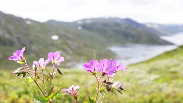 Κοντινό πλάνο με όμορφα ροζ λουλούδια να ανεμίζουν στον άνεμο — Αρχείο Βίντεο