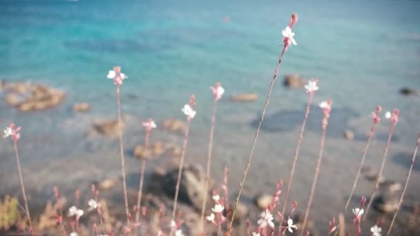 Flores silvestres se balancean del viento en el mar, detalles de la naturaleza y hermoso paisaje — Vídeo de stock