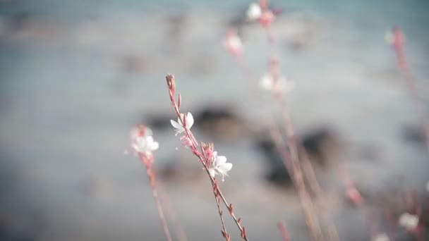 Vildblommor svajar från vinden vid havet, naturdetaljer och vackert landskap — Stockvideo