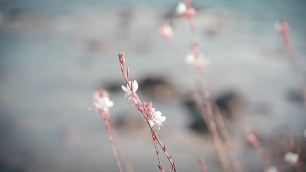 Divoké květy houpat od větru na moři, přírodní detaily a krásná krajina
