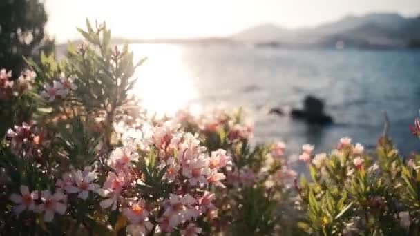 Ένα κλαδί με ροζ άνθη πικροδάφνης ταλαντεύεται στον άνεμο στη γαλάζια θάλασσα το ηλιοβασίλεμα. — Αρχείο Βίντεο