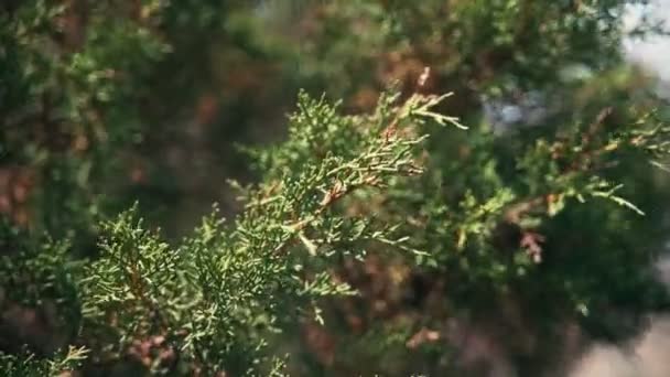 Ceder tak zwaait in de wind, close-up. Middellandse Zee flora — Stockvideo