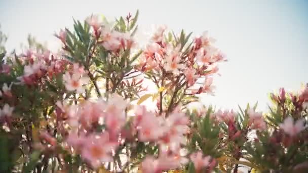 Ein Zweig mit rosa Oleanderblüten wiegt sich im Wind im gleißenden Licht der Sonne. — Stockvideo