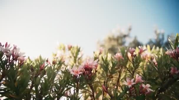 Pembe zakkum çiçekleriyle dolu bir dal güneşin parıltısıyla rüzgarda sallanıyor.. — Stok video