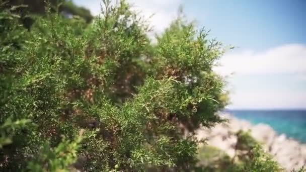 Το κλαδί Σίνταρ ταλαντεύεται στον άνεμο κοντά στην ακτή. Μεσογειακή χλωρίδα — Αρχείο Βίντεο