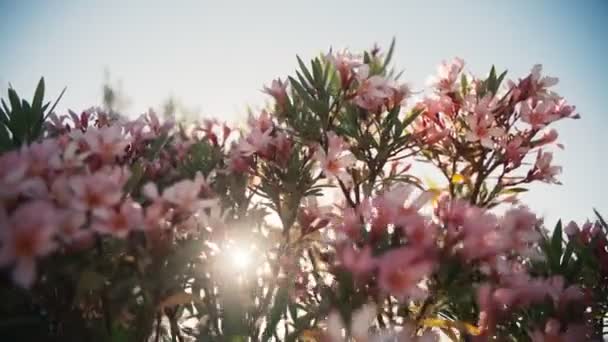 Ein Zweig mit rosa Oleanderblüten wiegt sich im Wind im gleißenden Licht der Sonne. — Stockvideo