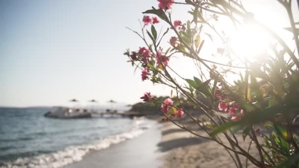 Квітуче олеандрське дерево з рожевими квітами на пляжі на заході сонця, з сонячним світлом — стокове відео