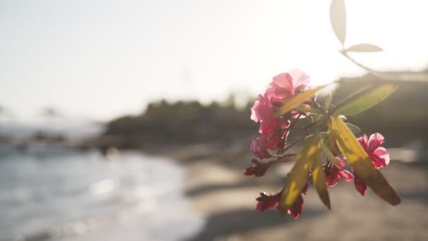 Árvore oleander florescendo com flores cor-de-rosa na beira-mar no por do sol com luz solar — Vídeo de Stock