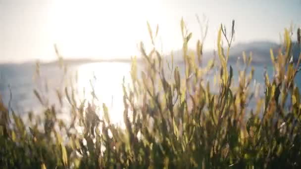 Gras zwaait uit de wind aan de kust in de zon — Stockvideo