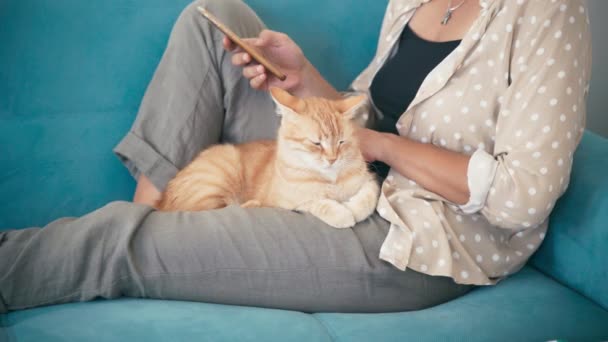 Close-up shot of a young woman lying on a couch and petting a red cat — Stock Video