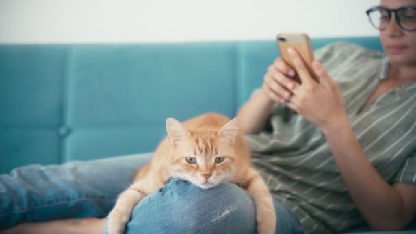 Крупним планом червоний кіт розслабляється, лежачи на своєму коліні . — стокове відео