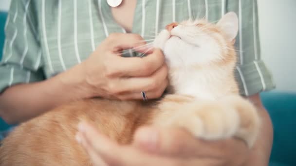 Close-up shot of womans hands petting a cute ginger cat. — Stock Video